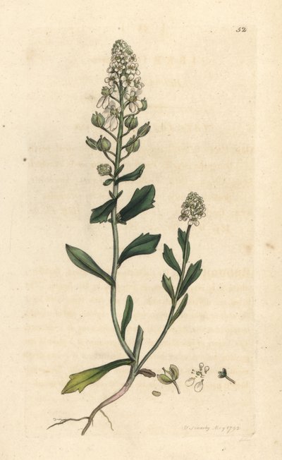 Iberide amara, Iberis amara da James Sowerby