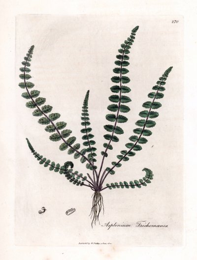 Asplenium trichomanes. Incisione a mano colorata su rame da un