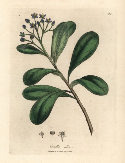 Canella a fiori blu Canella alba, Canella winterana da James Sowerby