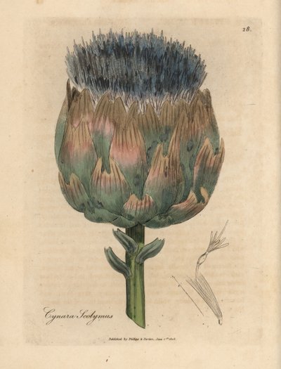 Carciofo a fiori blu e viola, Cynara scolymus da James Sowerby
