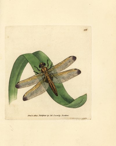 Libellula blu, Libellula fulva (Libellula macchiata, Libellula conspurcata) da James Sowerby