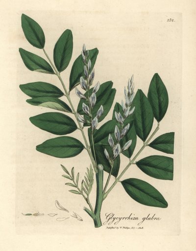 Liquirizia comune a fiori blu, Glycyrrhiza glabra da James Sowerby