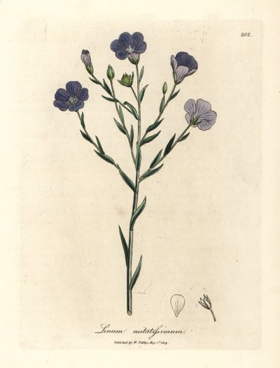 Lino dai fiori blu, Linum usitatissimum da James Sowerby