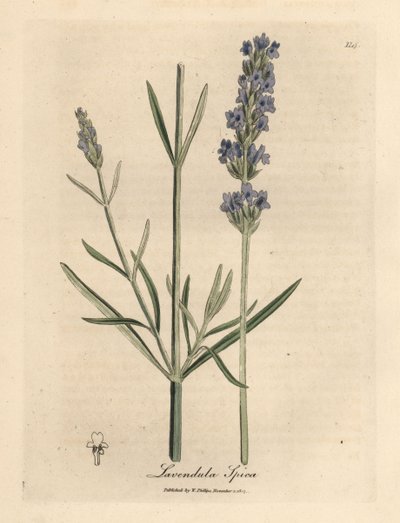 Lavanda a fiori blu, Lavandula spica da James Sowerby