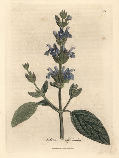 Salvia a fiori blu Salvia officinalis da James Sowerby