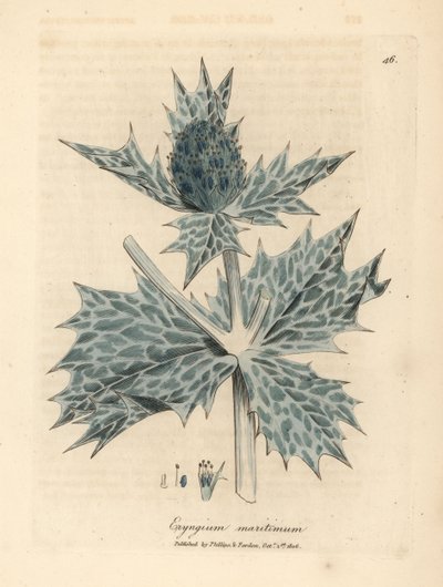 Eryngium maritimum a fiori blu, Eryngium maritinum da James Sowerby