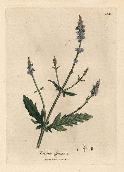 Verbena officinalis a fiori blu da James Sowerby