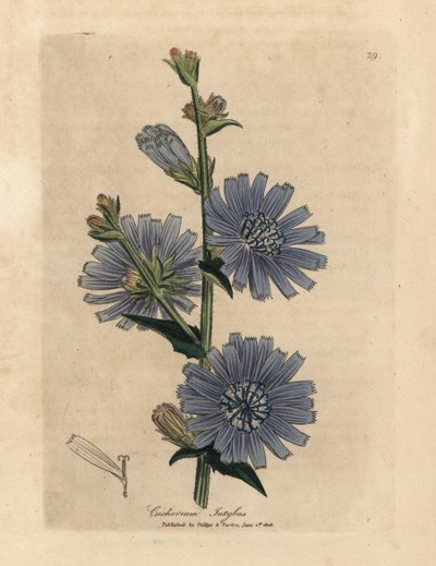 Cicoria selvatica a fiori blu Cichorium intybus da James Sowerby
