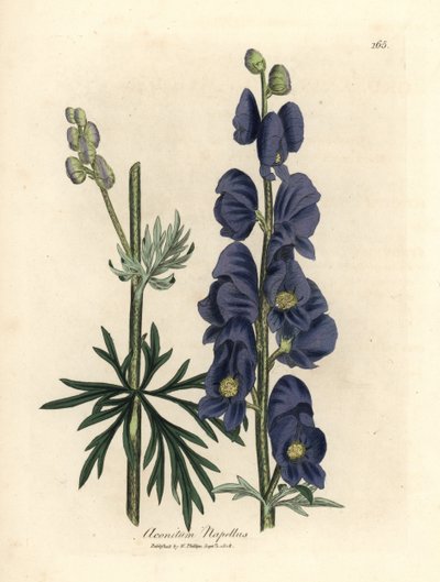 Aconito napello a fiori blu da James Sowerby