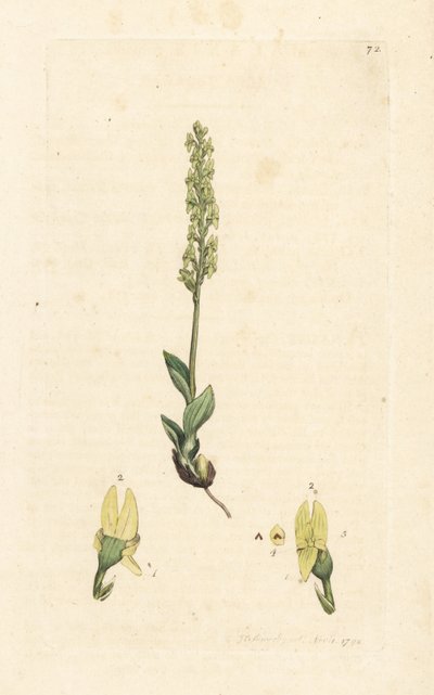 Orchidea di palude, Hammarbya paludosa (Malaxis paludosa). Incisione a mano colorata su rame da un