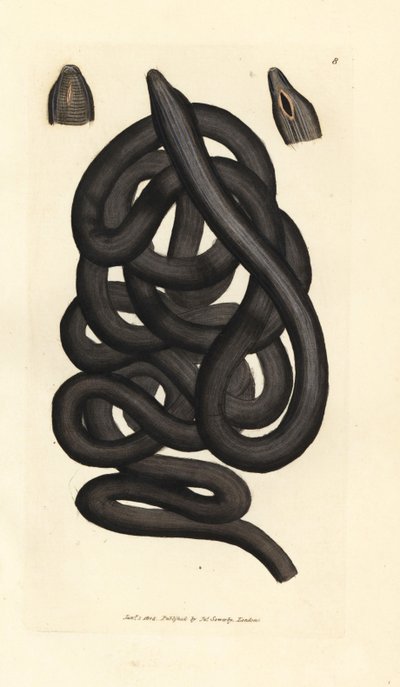 Verme a stivale, Lineus longissimus. Incisione a mano colorata da James Sowerby da The British Miscellany, o figure colorate di soggetti animali nuovi, rari o poco conosciuti. da James Sowerby