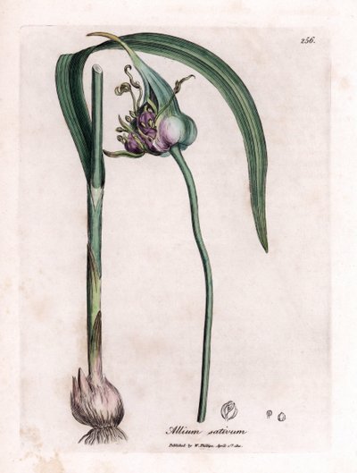 Tavola botanica: Coltivazione dell