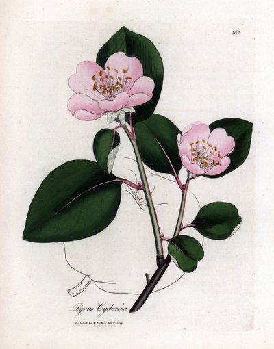 Tavola botanica: fiori e frutti di cotogno (Cydonia oblonga) da James Sowerby