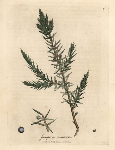 Ramo e bacche del ginepro comune Juniperus communis da James Sowerby