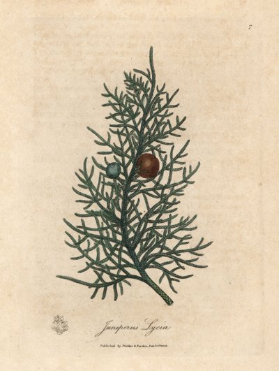 Ramo e bacche del cedro Juniperus lycia da James Sowerby