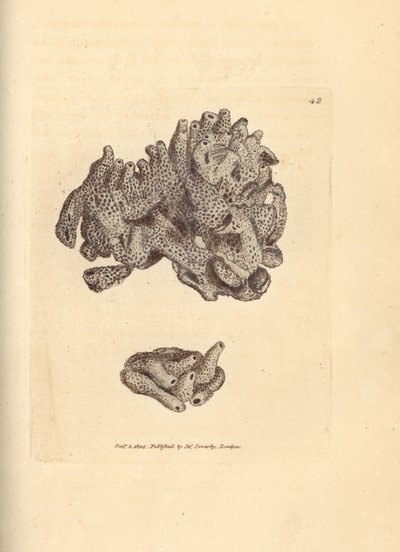 Spugna di pane, Halichondria panicea da James Sowerby