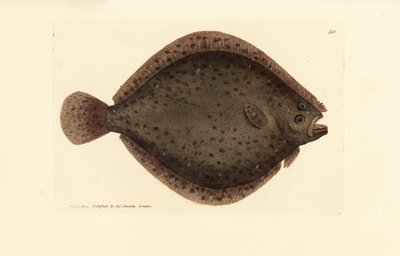 Rombo liscio, Scophthalmus rhombus da James Sowerby