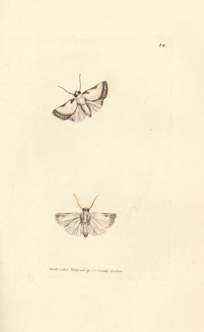 Bellezza di Brixton, Acontia nitidula da James Sowerby