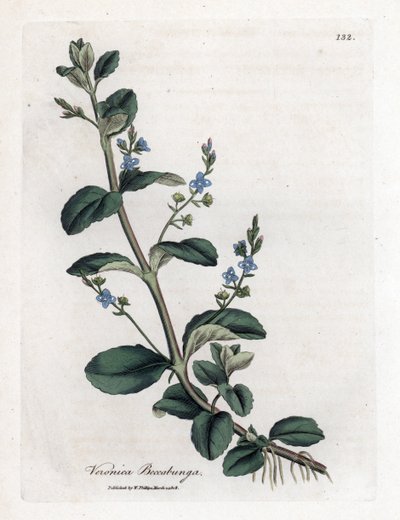 Veronica beccabunga da James Sowerby