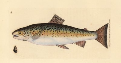 Trota fario, Salmo trutta fario (Trota gillaroo, Salmo fario) da James Sowerby