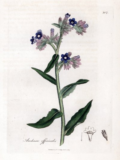 Bugloss officinale, Anchusa officinalis da James Sowerby