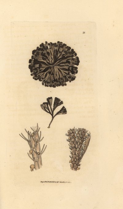 Bugulina avicularia da James Sowerby