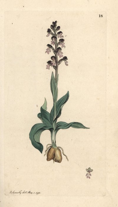 Orchidea ustulata, Neotinea ustulata da James Sowerby