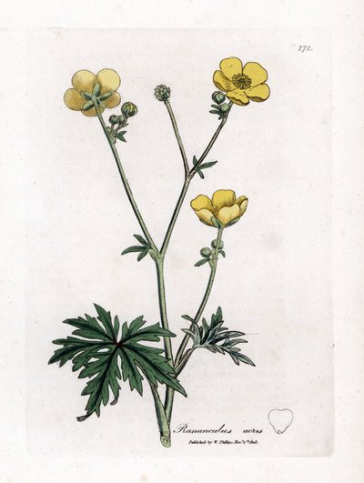 Ranuncolo dei prati, Ranunculus acris. Incisione a mano colorata da un