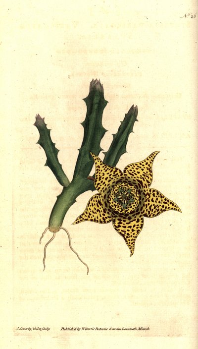 Cactus variegato da James Sowerby