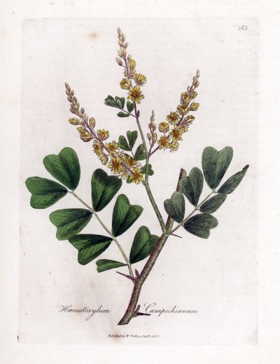 Legno di Campeche - Haematoxylum campechianum. Incisione a mano colorata da un