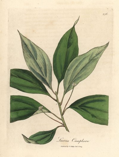 Albero di canfora, Laurus camphora da James Sowerby
