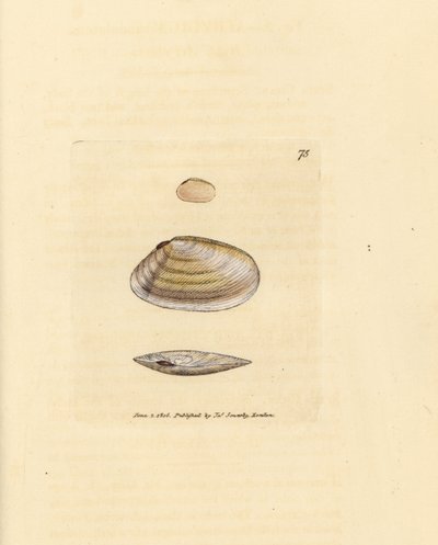 Conchiglia di Tellina simile a bastoncino di zucchero, Tellina similis. Incisione a mano colorata da James Sowerby da The British Miscellany, o figure colorate di soggetti animali nuovi, rari o poco conosciuti. da James Sowerby