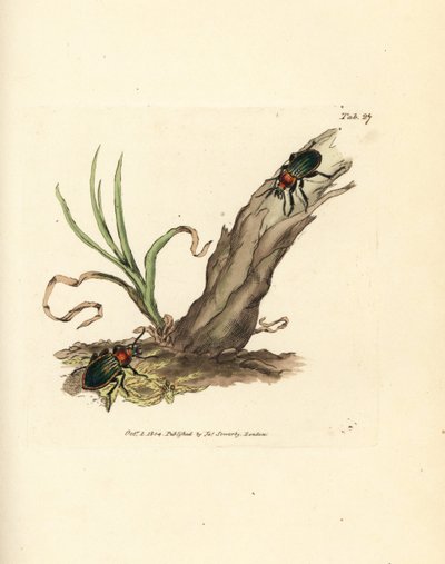 Scarabeo Carabus nitens. Incisione a mano colorata a rame di James Sowerby da The British Miscellany, o Figure colorate di soggetti animali nuovi, rari o poco conosciuti da James Sowerby