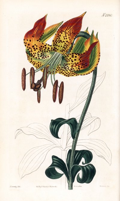 Giglio della Carolina, Lilium michauxii (Lilium carolinianum). Incisione a mano colorata di Weddell da un