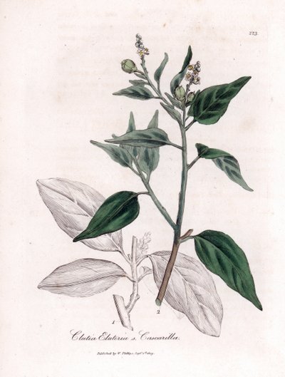 Cascarille officinale o legno di quinquina falso - Cascarilla, Croton (Clutia) eluteria da James Sowerby