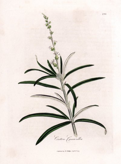 Cascarilla, Croton eluteria da James Sowerby