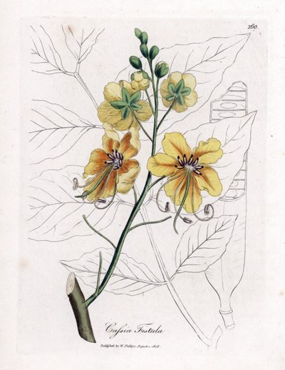 Cassia, falso senna, falso carrubo, pioggia dorata o canefier - Cassia fistula. Incisione a mano colorata su rame da un