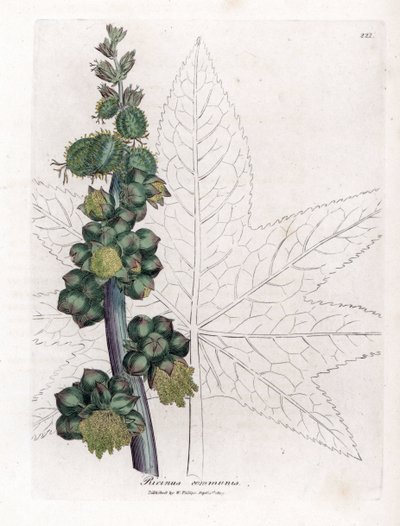 Ricinus communis da James Sowerby
