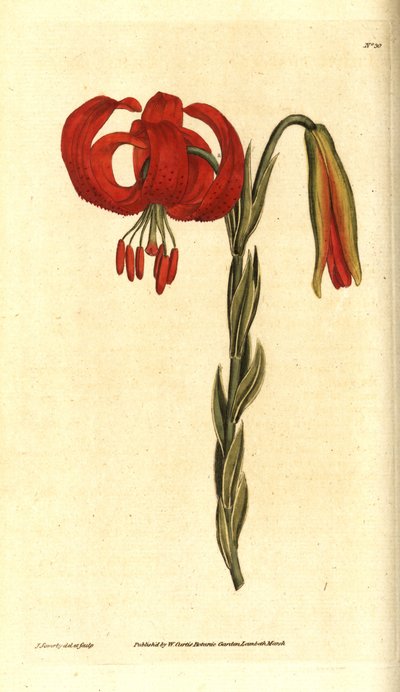 Giglio di Calcedonia da James Sowerby