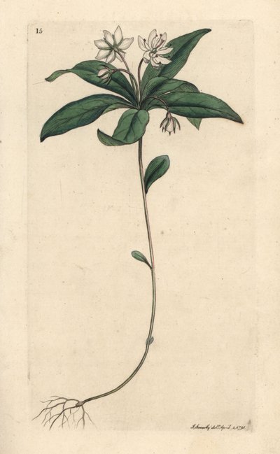Trientale europea, Lysimachia europaea da James Sowerby