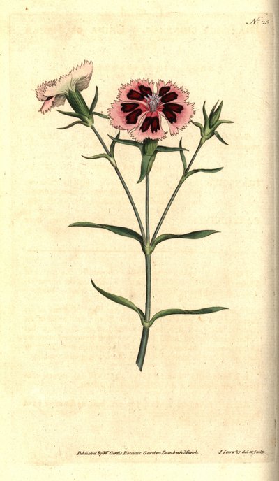 Garofano della Cina da James Sowerby