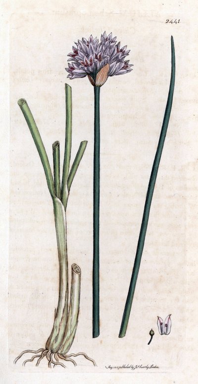 Allium schoenoprasum. Incisione a mano colorata su rame da un