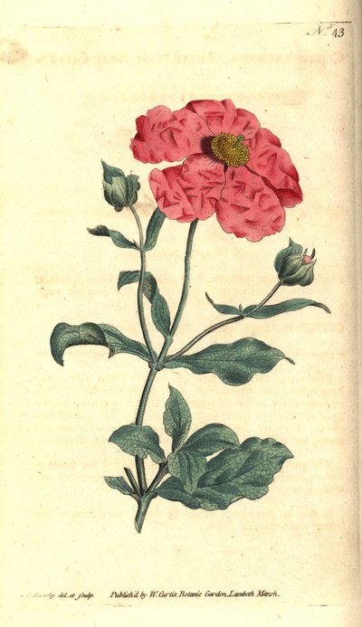 Cisto - Cisto incano. Incisione a mano colorata su rame e illustrazione botanica di James Sowerby dal Botanical Magazine di William Curtis, Lambeth Marsh, Londra da James Sowerby