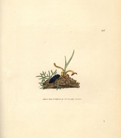 Coleottero clic, Selatosomus aeneus da James Sowerby