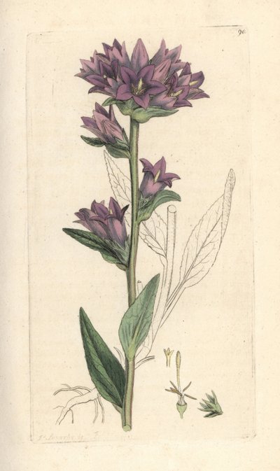 Campanula glomerata da James Sowerby