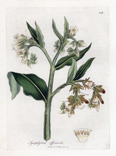 Symphytum officinale. Incisione a mano colorata su rame da un