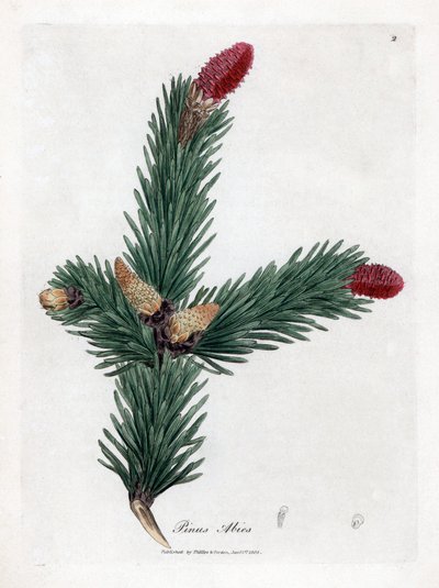 Epicea comune - Abete rosso, Pinus abies da James Sowerby