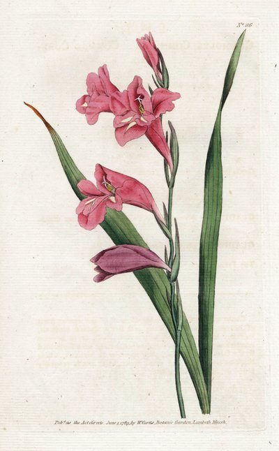 Glaieul Comune - Litografia di James Sowerby (1757-1822), dal Botanical Magazine di William Curtis (1746-1799) da James Sowerby