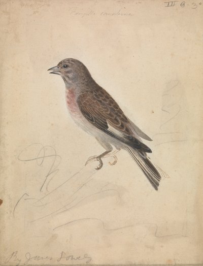 Fanello comune da James Sowerby