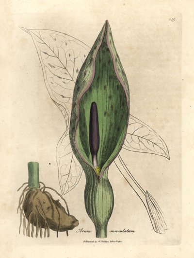 Arum comune, Arum maculatum da James Sowerby